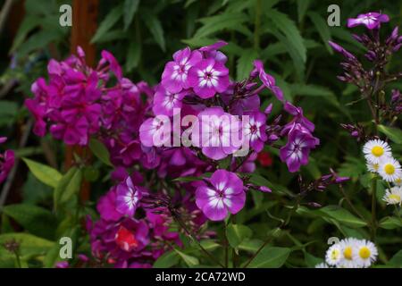 Beautiful purple phlox in the summer in the garden. Other flowers in the background. Stock Photo