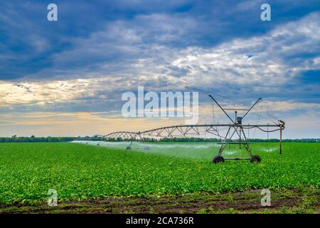 Watering beets in a large field using a self-propelled sprinkler system with a center swing. Modern agricultural technologies. Industrial production Stock Photo