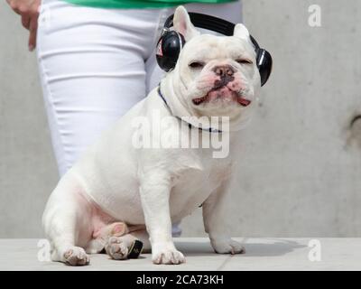 March 18, 2012, Austin, Texas, USA: Elvis the dog attends the NYLON Party SXSW - Day 9. (Credit Image: © Billy Bennight/ZUMA Wire) Stock Photo