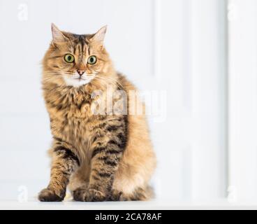 Relaxed domestic cat at home Stock Photo