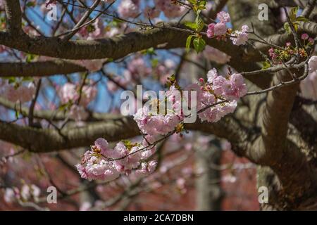 Closeup of cherry blossoms in full bloom at the Brooklyn Botanic Garden, New York City. Stock Photo