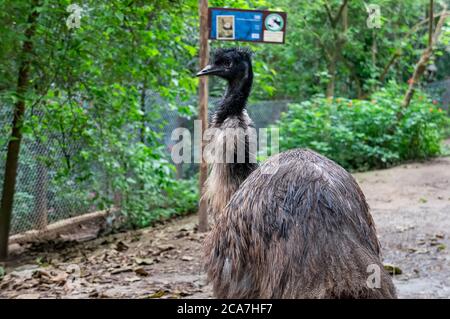 An Emu (Dromaius novaehollandiae - 2nd largest living bird by height, after its ratite relative, the ostrich) walking around in Zoo Safari zoo park. Stock Photo