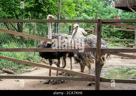 A group of Common ostriches (Struthio camelus - a species of large flightless bird) behind a wooden gate inside Zoo Safari zoological park. Stock Photo