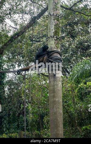 A Black-headed spider monkey (Ateles fusciceps - a species of New World Monkey) seated on a hope tied on a tree log in Zoo Safari zoological park. Stock Photo