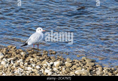 a seagull stands at the stone beach in the sunset and watches the water, looking for fish food Stock Photo