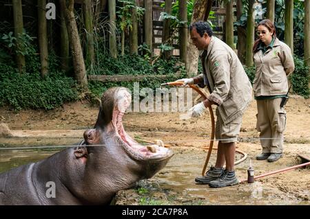 SAO PAULO - BRAZIL / SEP 2, 2015: An Hippopotamus (Hippopotamus amphibius - large, mostly herbivorous, semiaquatic mammal) receiving medical treatment Stock Photo