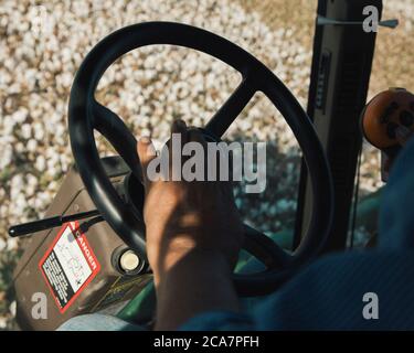 A cotton harvester at work on a cotton farm in the Central Valley, California Stock Photo