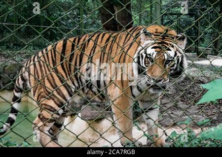 A Belgal tiger (Panthera tigris tigris - A big wild cat native to the Indian subcontinent) walking around inside his cage inside Zoo Safari park. Stock Photo