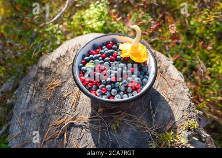 Wild blueberries and lingonberries with chanterelle mushroom in bowl on stump in forest. Foraging on berries is a tradition of Scandinavia. Stock Photo
