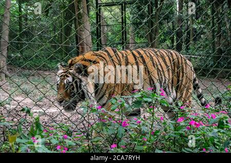 A Belgal tiger (Panthera tigris tigris - A big wild cat native to the Indian subcontinent) walking around inside his cage inside Zoo Safari park. Stock Photo
