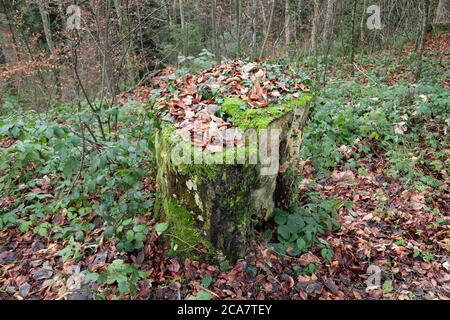 tree stump with autumn leaves, ivy and moss during the day with cloudy weather Stock Photo