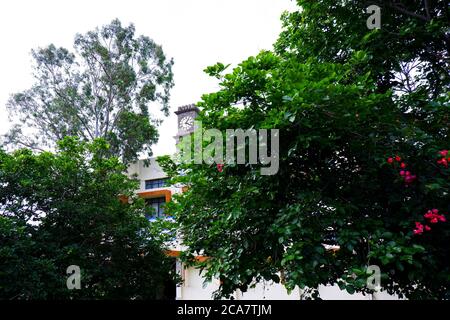 a bougainvillea flowers plant & other trees cover the clock tower in the garden Stock Photo