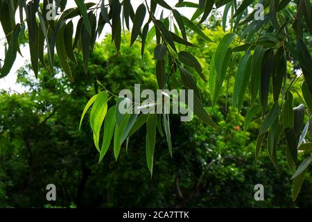 a closeup shot of Eucalyptus fresh green leaves isolated on tree in garden Stock Photo