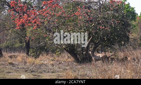 sambar deer doe under a flame of forest tree at tadoba reserve Stock Photo