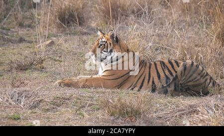 medium shot of a tiger cub laying down at tadoba reserve Stock Photo