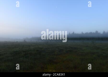 Foggy forest swamp in the silence before summer dawn Stock Photo