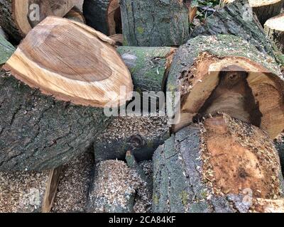 tree stump background. Painted antique walnut wood, wood texture Stock Photo