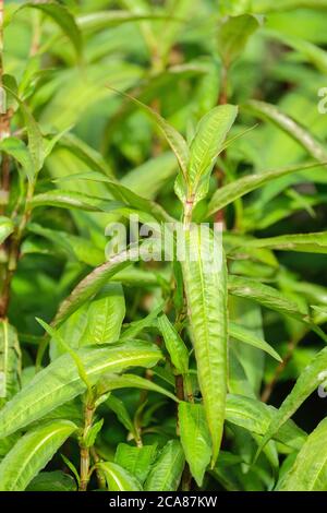 Stevia rebaudiana. Candyleaf. Natural low-calorie sweetener. Sweet leaf. Sugar plant. Edible leaves Stock Photo