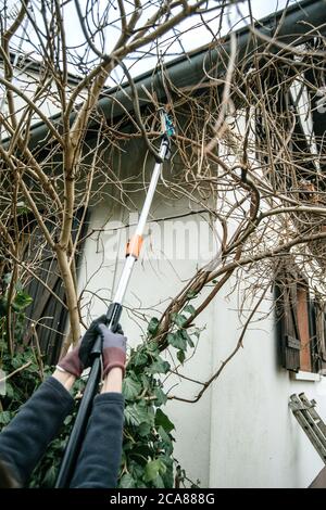 Woman using pole pruner to cut wisteria branches early in the winter Stock Photo