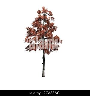 single Black Gum tree in the autumn - isolated on white background - 3D illustration Stock Photo