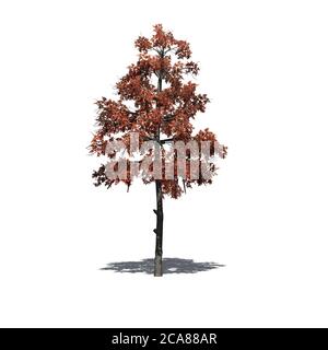 single Black Gum tree in the autumn with shadow on the floor - isolated on white background - 3D illustration Stock Photo