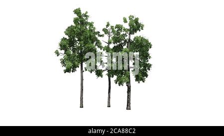 several different Black Gum trees - isolated on white background - 3D illustration Stock Photo