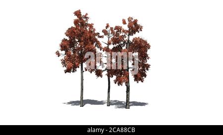 several different Black Gum trees in the autumn with shadow on the floor - isolated on white background - 3D illustration Stock Photo