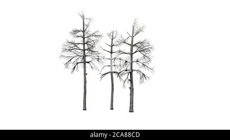 several different Black Gum trees in the winter - isolated on white background - 3D illustration Stock Photo