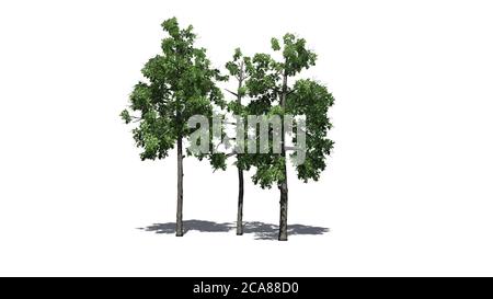 several different Black Gum trees with shadow on the floor - isolated on white background - 3D illustration Stock Photo