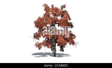 single Black Gum tree in the autumn with shadow on the floor - isolated on white background - 3D illustration Stock Photo