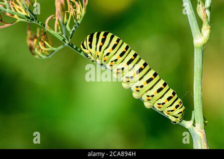 Swallowtail caterpillar (Papilio machaon). Swallowtail caterpillar on dill plant, on natural background. Stock Photo