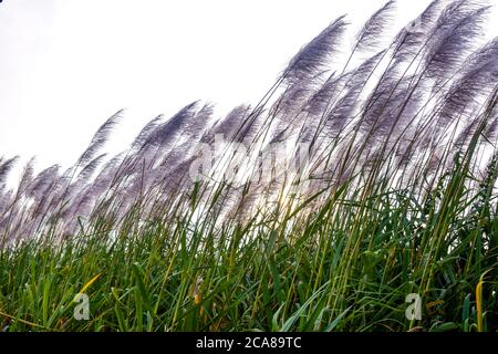 Sugarcane field with white flowers and green colored grass against the white sky Stock Photo