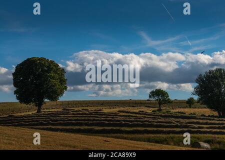 straw  in field in rustic countryside  waiting to be rolled into bales ,with blue skys , Lozere France. Stock Photo