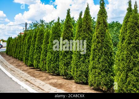 Thuja arborvitae trees, row of ornamental shrubs in a garden. Stock Photo