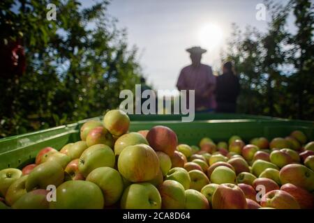 05 August 2020, Saxony-Anhalt, Sülzetal: Harvested apples of the Apollo variety lie in a crate on the plantation of the Hornemann fruit farm. The first varieties have been harvested there since the last week of July. The Apollo variety is also an early variety, but it is less storable. This has to do with the sugar that the variety develops at high temperatures. The main harvesting period of storable varieties does not begin until the end of August. On the plantation of the Hornemann orchard, minus temperatures were measured during eight nights in spring, which could have damaged the tree blos Stock Photo