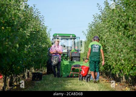 05 August 2020, Saxony-Anhalt, Sülzetal: Berhard Schock (l), harvest helper from the Hornemann fruit farm during the apple harvest. The first varieties have been harvested there since the last week of July. The Apollo variety is also an early apple variety which is less storable. This is due to the sugar that the variety develops at high temperatures. The main harvesting period of storable varieties does not begin until the end of August. On the plantation of the Hornemann orchard, minus temperatures were measured during eight nights in spring, which could have damaged the tree blossom. The op Stock Photo