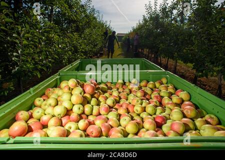 05 August 2020, Saxony-Anhalt, Sülzetal: Harvested apples of the Apollo variety lie in a crate on the plantation of the Hornemann fruit farm. The first varieties have been harvested there since the last week of July. The Apollo variety is also an early variety, but it is less storable. This has to do with the sugar that the variety develops at high temperatures. The main harvesting period of storable varieties does not begin until the end of August. On the plantation of the Hornemann orchard, minus temperatures were measured during eight nights in spring, which could have damaged the tree blos Stock Photo