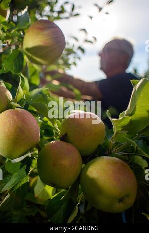 05 August 2020, Saxony-Anhalt, Sülzetal: Ripe apples of the Apollo variety hang on the tree on the plantation of the Hornemann fruit farm. The first varieties have been harvested there since the last week of July. The Apollo variety is also a rather early apple species, but it is less storable. This has to do with the sugar that the variety develops at high temperatures. The main harvesting period of storable varieties does not begin until the end of August. On the plantation of the Hornemann orchard, minus temperatures were measured during eight nights in spring, which could have damaged the Stock Photo