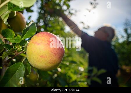 05 August 2020, Saxony-Anhalt, Sülzetal: Ripe apples of the Apollo variety hang on the tree on the plantation of the Hornemann fruit farm. The first varieties have been harvested there since the last week of July. The Apollo variety is also a rather early apple species, but it is less storable. This has to do with the sugar that the variety develops at high temperatures. The main harvesting period of storable varieties does not begin until the end of August. On the plantation of the Hornemann orchard, minus temperatures were measured during eight nights in spring, which could have damaged the Stock Photo