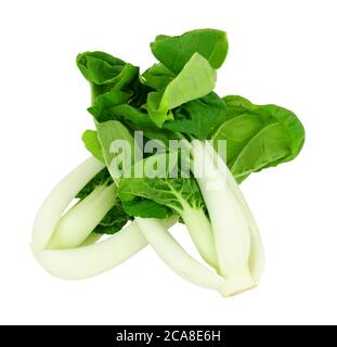 Freshly trimmed pak choi Chinese cabbage isolated on a white background Stock Photo