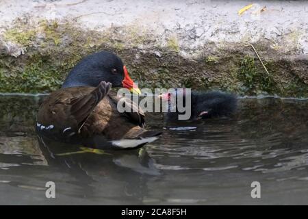 A lone Moorhen Gallinula chloropus chick in Trenance Boating Lake in Trenance Gardens in Newquay in Cornwall. Stock Photo