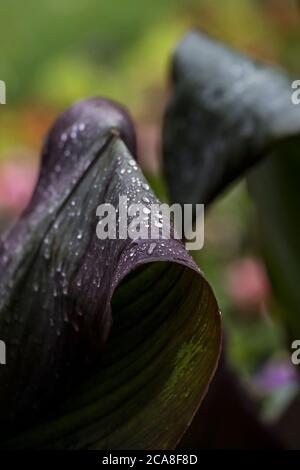 Rain droplets on the large leaf of a Canna Lily. Stock Photo