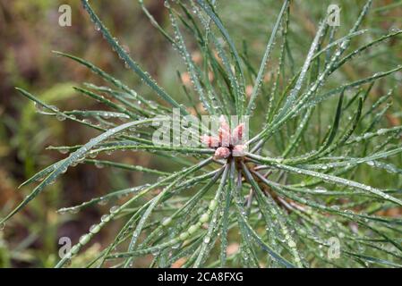 water drops on pine tree needles closeup selective focus Stock Photo