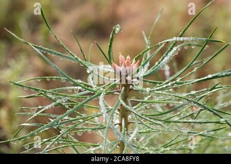 water drops on pine tree needles closeup selective focus Stock Photo