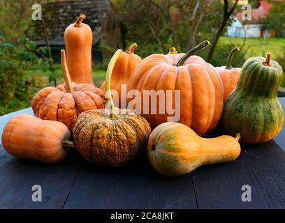 Cucurbita moschata squashes and pumpkins varieties on black wooden boards background Stock Photo
