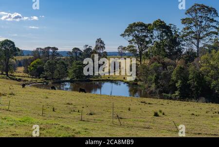 Rural landscape with cows in Bodalla on the South Coast of NSW, Australia Stock Photo
