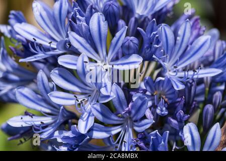 Close up of a head of blue Agapanthus, aka Lily of the Nile, or African Lily. Stock Photo