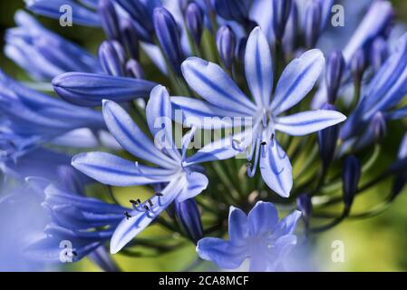 Close up of a head of blue Agapanthus, aka Lily of the Nile, or African Lily. Stock Photo