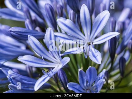 Close up of a head of blue Agapanthus, aka Lily of the Nile, or African Lily. Stock Photo