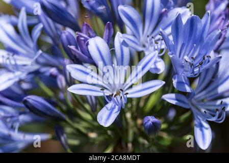 Close up of a head of blue Agapanthus, aka Lily of the Nile, or African Lily, with many more in the background. Stock Photo